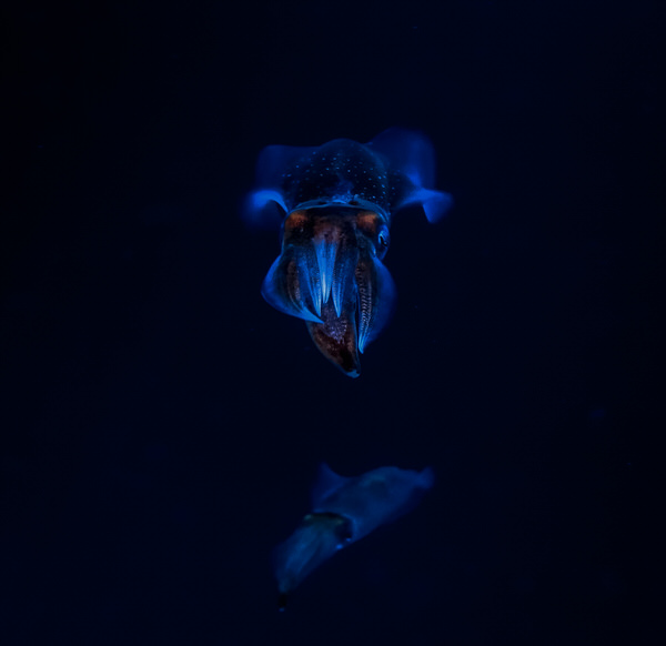 Photograph Yoshitaka Aida Squid on One Eyeland