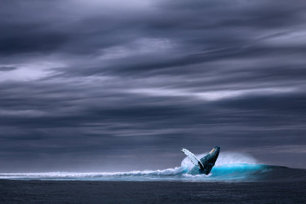 Photograph Yanis Ladjouzi Humpback Whale on One Eyeland
