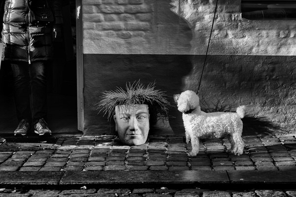 Photograph Yasuhiro Sakuda Dog on One Eyeland