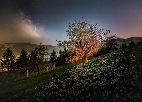 Photograph Ales Krivec Stars And Daffodils on One Eyeland