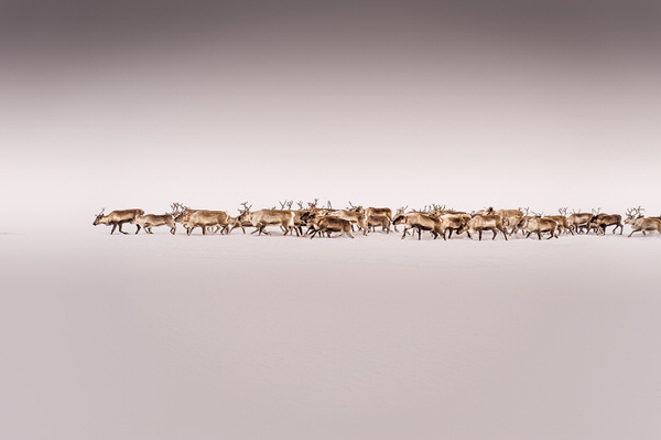 Photograph Gary Latham Reindeer Migration Lapland on One Eyeland