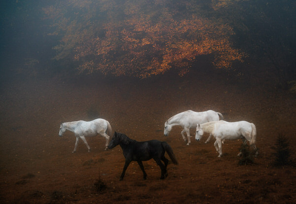 Photograph Veselin Atanasov Balkan Autumn on One Eyeland