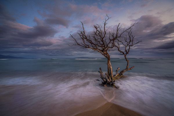 Photograph Steve Turner Tree In The Sea on One Eyeland