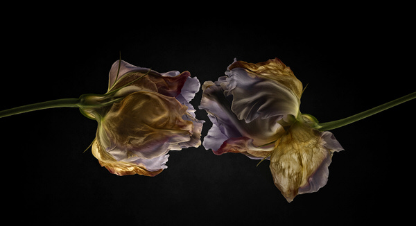 Photograph Ruadh Delone Blaze Of Glory on One Eyeland