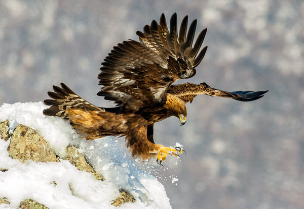 Photograph Zhecho Planinski Ski Jumping on One Eyeland