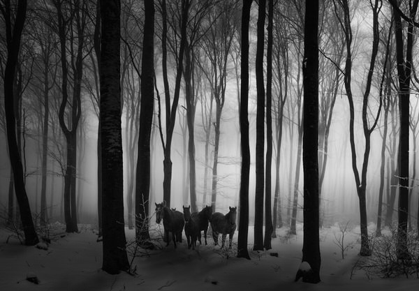 Photograph Veselin Atanasov A Meeting In The Woods on One Eyeland
