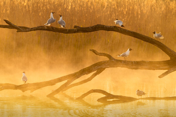 Photograph Sandy Spaenhoven Gull Chat on One Eyeland