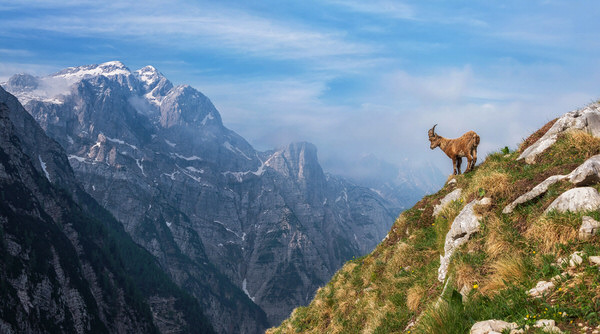 Photograph Ales Krivec Alpine Ibex on One Eyeland