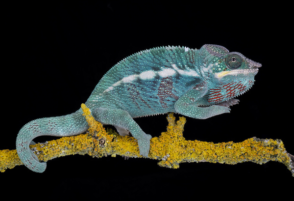 Photograph Angi Wallace Nosy Be Panther Chameleon on One Eyeland