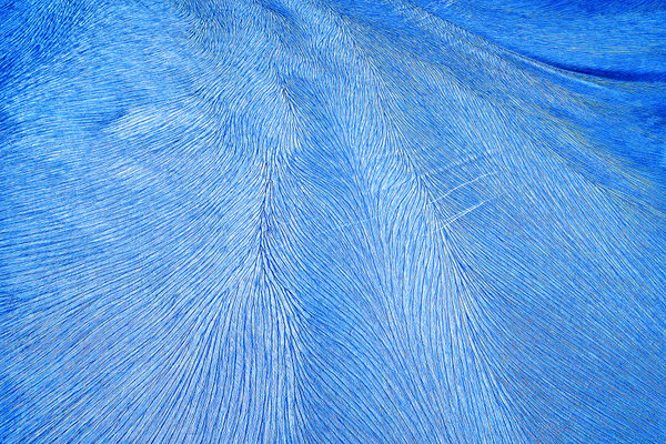 Photograph Raceala Elena Nature Abstract on One Eyeland