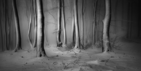 Photograph Veselin Atanasov Winter Forest on One Eyeland