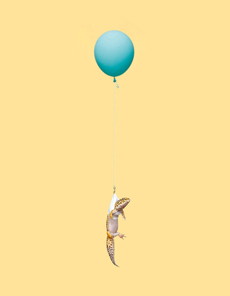 Photograph Ian Ross Pettigrew Gecko 1 on One Eyeland