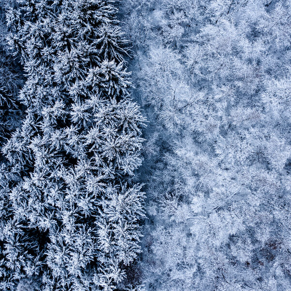 Photograph George Bufan Winter Forests on One Eyeland