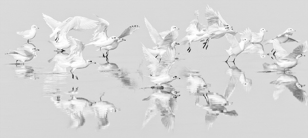 Photograph Zhecho Planinski Flock on One Eyeland