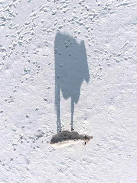 Photograph Tomas Neuwirth Shadow Of The Lamb on One Eyeland