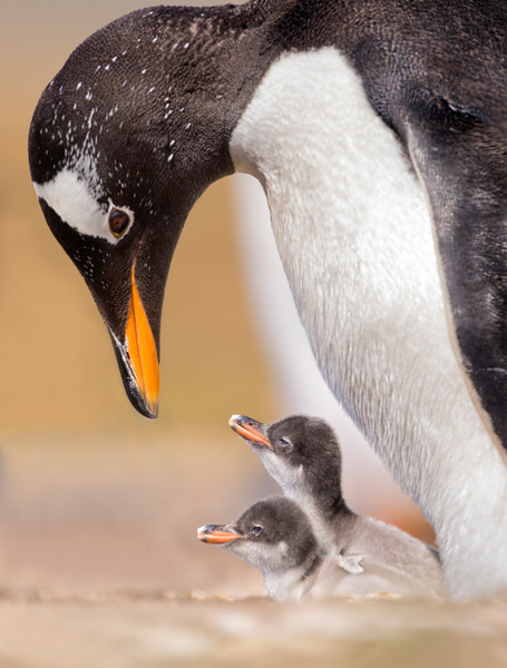 Photograph Franka Slothouber Parental Care on One Eyeland