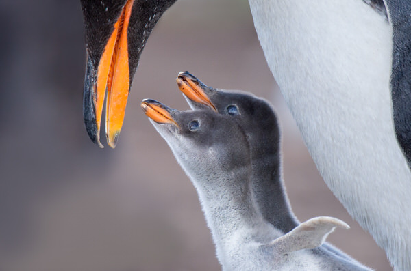 Photograph Franka Slothouber Little Wing on One Eyeland