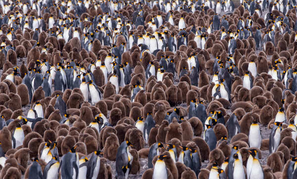 Photograph Franka Slothouber King Penguin Colony on One Eyeland