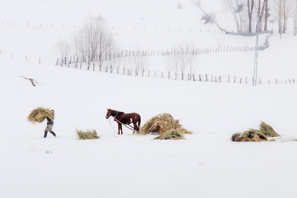 Photograph Fidel Mullaoglu Shepherd on One Eyeland