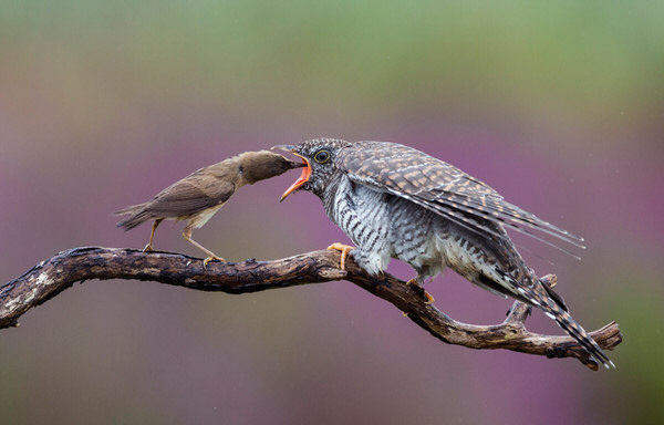 Photograph Franka Slothouber Feeding Time on One Eyeland