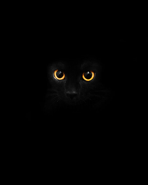 Photograph Tamara Korac Glow In The Dark on One Eyeland