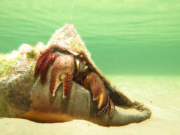 Photograph Russell Satterthwaite Crab on One Eyeland