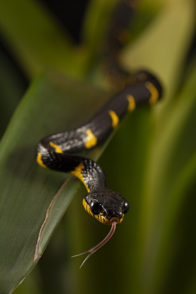 Photograph Angi Wallace Mangrove Snake on One Eyeland