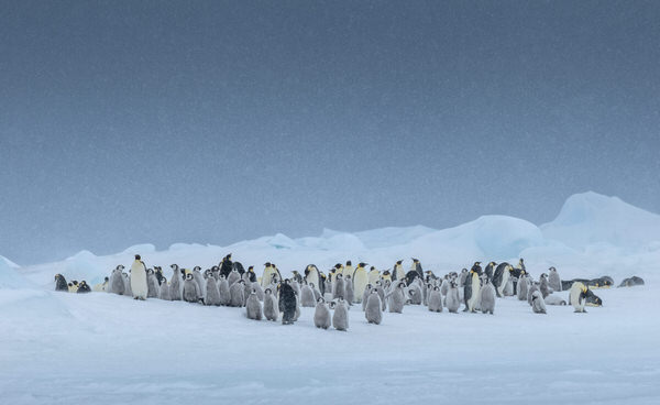 Photograph Franka Slothouber Huddling Together on One Eyeland