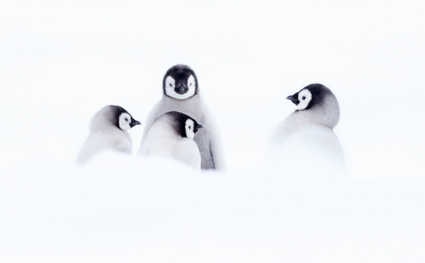 Photograph Franka Slothouber Cuteness Overload on One Eyeland