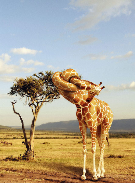 Photograph Jargraf&iacute;a - Dise&ntilde;o Fotograf&iacute;a - Giraffe on One Eyeland