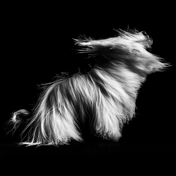 Photograph Paymun Saadati Shaking on One Eyeland