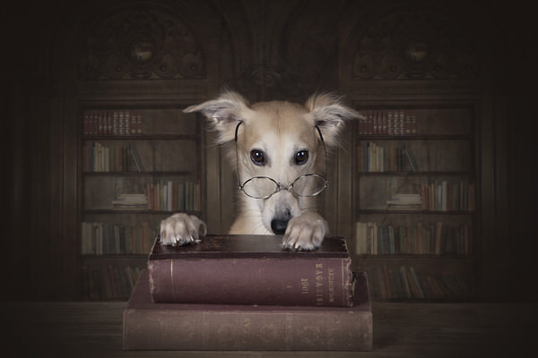 Photograph Carola Kayen Mouthaan Professor Remus on One Eyeland