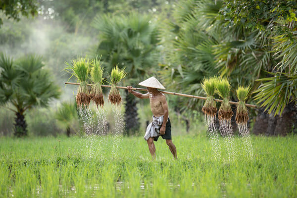 Photograph Adirek M Thai Farmer on One Eyeland