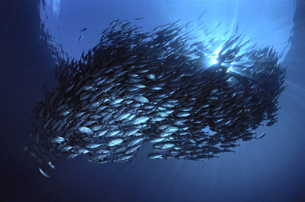 Photograph Elmer Laahne Into The Deep on One Eyeland
