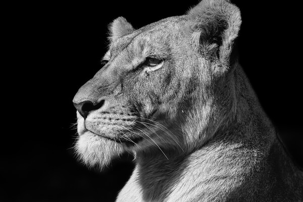 Photograph Jackson Carvalho Majesty In Noir on One Eyeland