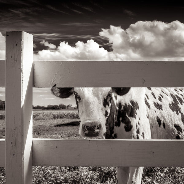 Photograph Michael Knapstein Lindas Farm on One Eyeland
