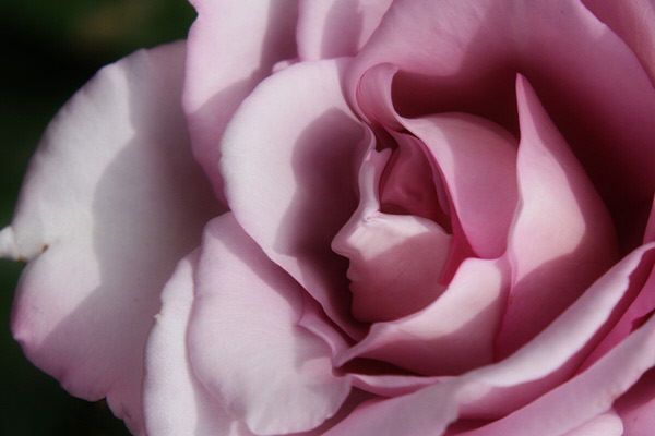 Photograph Kazutoshi Kawakami A Rose Lady on One Eyeland