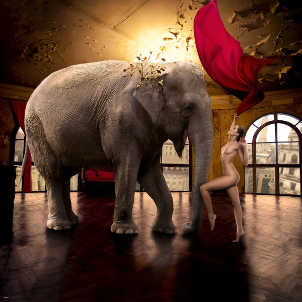 Photograph Alvaro Ras Elephant on One Eyeland