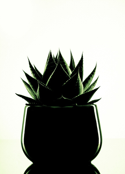 Photograph Marc Sabat Aloe Vera on One Eyeland