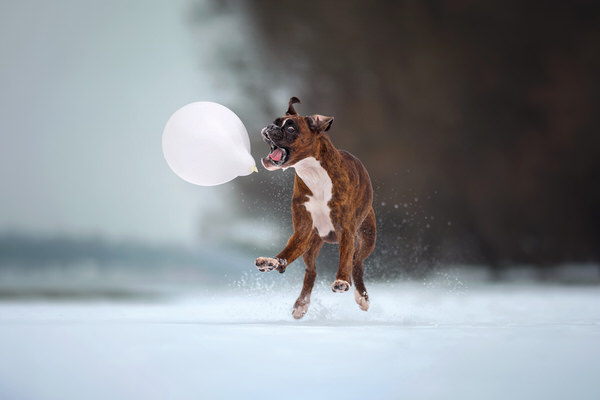 Photograph Tamas Szarka Attack On The Balloon on One Eyeland