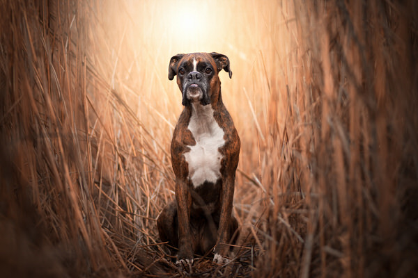 Photograph Tamas Szarka Beauty In The Reeds on One Eyeland