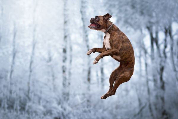 Photograph Tamas Szarka Winter Action on One Eyeland