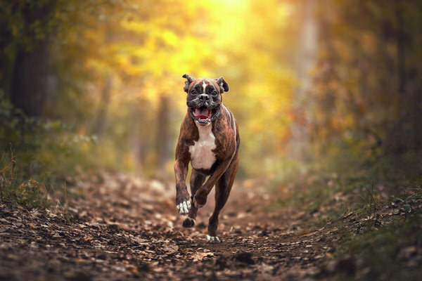 Photograph Tamas Szarka Autumn Fun on One Eyeland