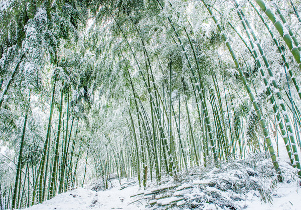 Photograph Kazuaki Koseki First Snow Bamboo Forest on One Eyeland