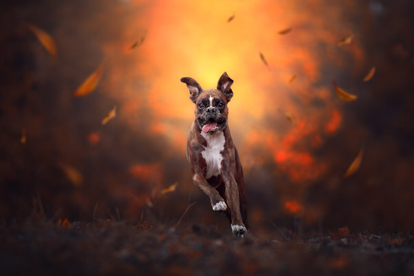 Photograph Tamas Szarka And The Leaves Came Tumbling Down on One Eyeland