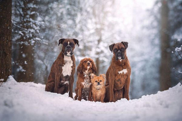 Photograph Tamas Szarka The Gang on One Eyeland