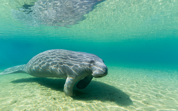 Photograph Russell Satterthwaite Florida Manatee on One Eyeland