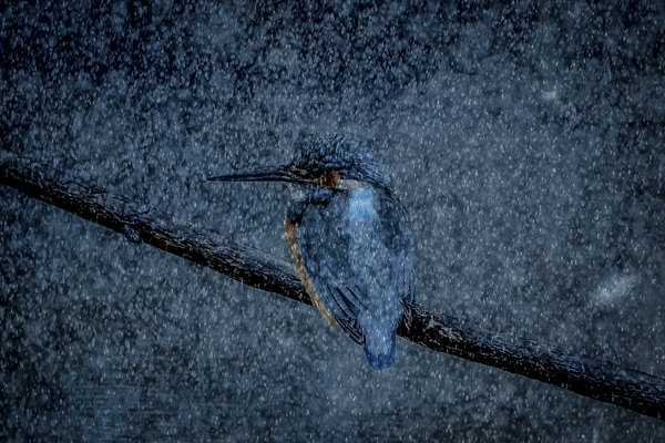 Photograph Yoshitaka Aida Kingfisher on One Eyeland
