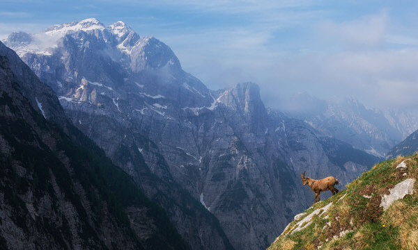 Photograph Ales Krivec Alpine Ibex In The Alps on One Eyeland