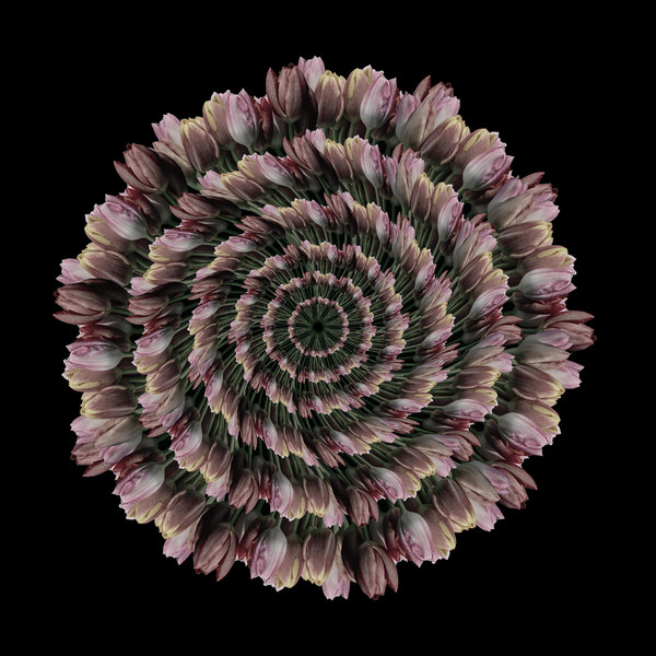 Photograph Marc Sabat Spiralis Floral on One Eyeland